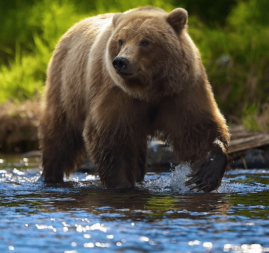 brown bear in river